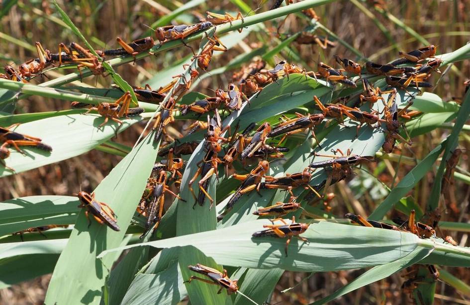 O‘zbekistonda zararli chigirtkalarga qarshi kurash boshlandi